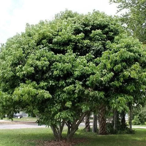 thumbnail for publication: Litchi chinensis: Lychee